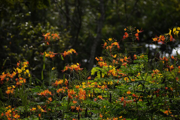 Fototapeta premium field of flowers