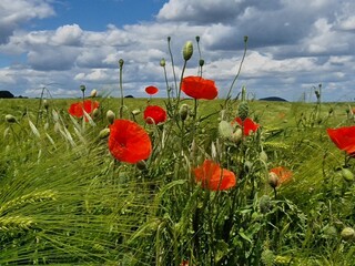 Mohnblumenfeld im Sommer