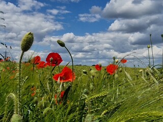 Mohnblumenfeld im Sommer