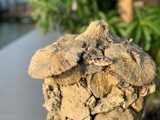Stacks of coral reefs rock with soft focus garden background