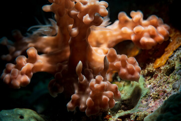 Naklejka na ściany i meble A nudibranch crawling up the reef