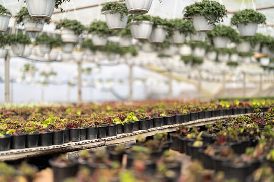Interior of greenhouse with many growing flowers
