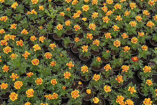 Interior of greenhouse with many growing flowers