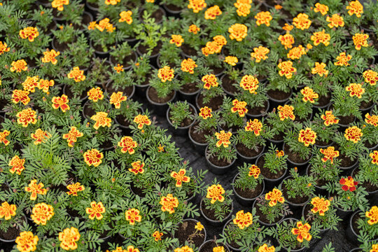 Interior of greenhouse with many growing flowers