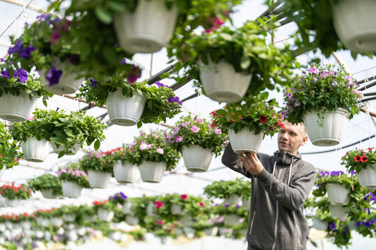 Farmer takes care of his flowers in greenhouse