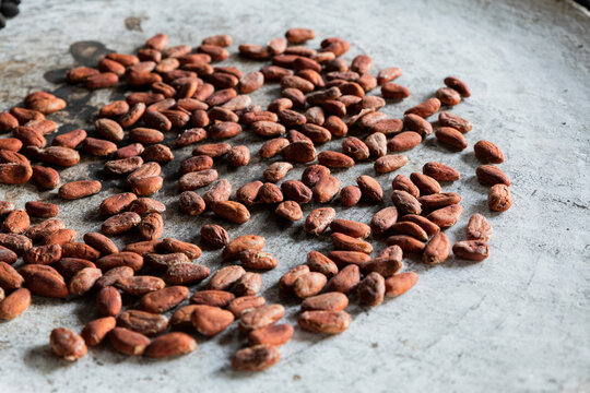 Closeup of the texture of cocoa beans roasting on a white comal