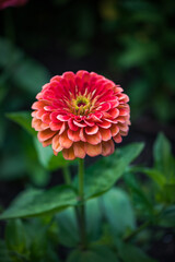 red dahlia flower