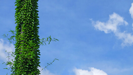 Leaves of the ivy are wrapped around the palm tree against the blue sky background.