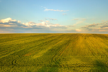 Aerial view of bright green agricultural farm field with growing rapeseed plants at sunset.