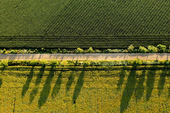 Aerial shot of road and wheat and sunflower agriculture fields