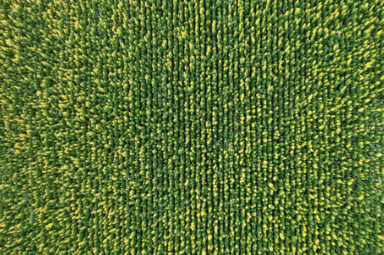 Agriculture: Aerial shot of hemp/cannabis field