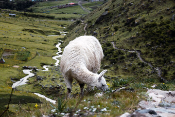 llama in the andes mountains