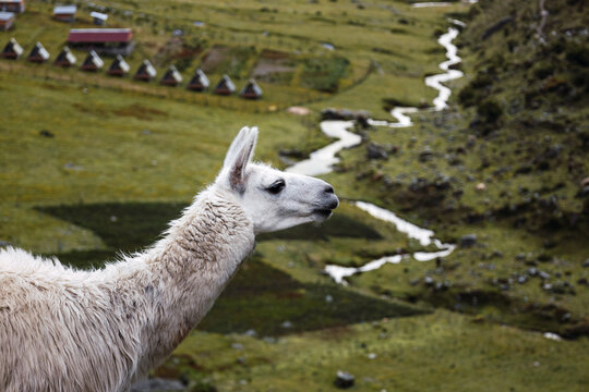 Llama In The Andes Mountains