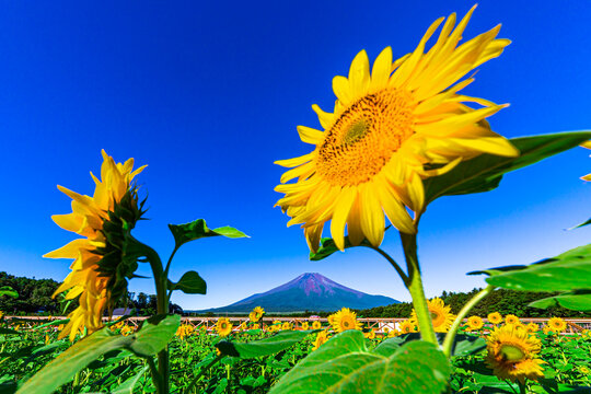 摩訶不思議photos Images Assets Adobe Stock