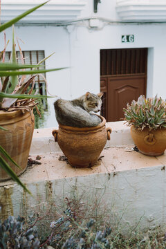 Cat lying on a plant pot