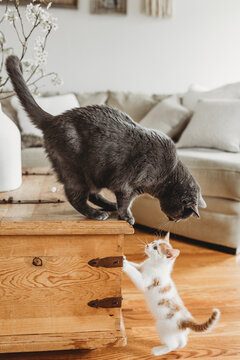 Playful kitten