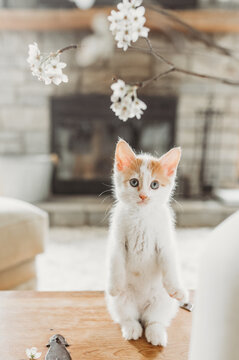 Curious Kitten