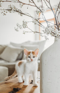 Curious Kitten