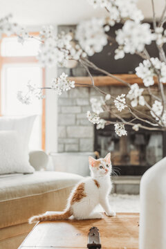 Curious Kitten