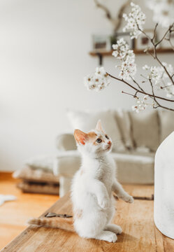 Curious Kitten