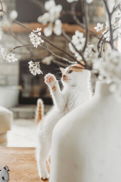 Curious Kitten