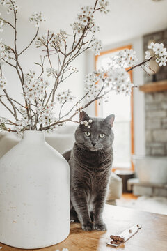 Grey kitty