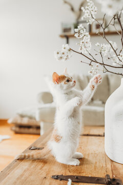 Curious Kitten