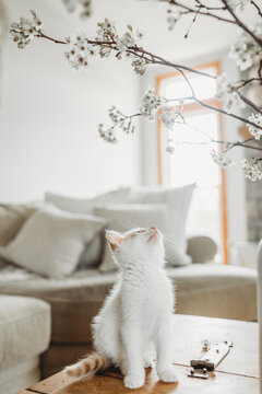 Curious Kitten