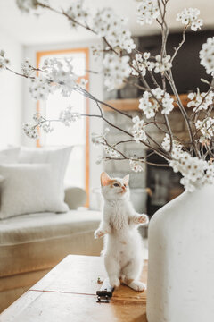 Curious Kitten