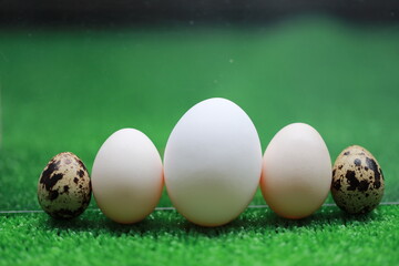 ニワトリとウズラとセラマの卵の大きさ比較