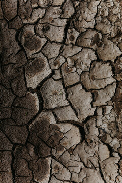 Cracked Dry Land.