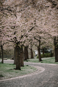 Park Of Cherry Blossom Tree


