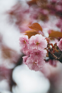 Cherry blossom close up