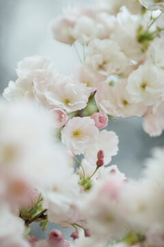 Sakura tree petal close up