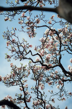 Magnolia Tree reaching the sky