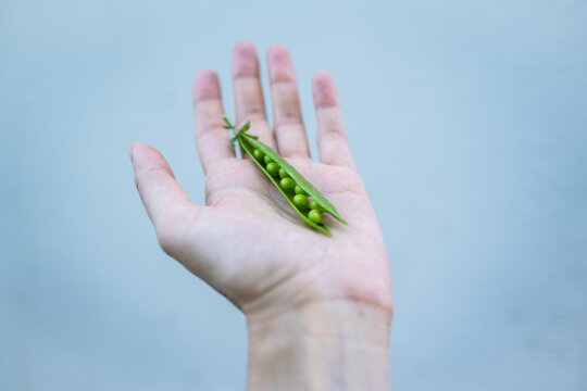 Green pea pod in hand