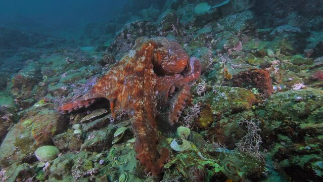 The giant Pacific octopus - Enteroctopus Dofleini crawling on bottom of cold Sea of Japan hunting fish