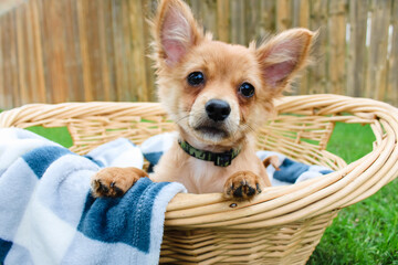 chihuahua puppy in a basket
