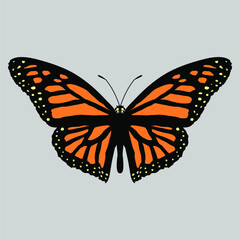 BEAUTY BUTTERFLY IMAGE VECTOR ILLUSTRATION