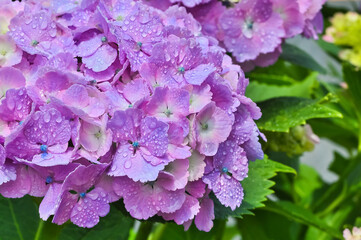 雨上がりの紫陽花（Hydrangea