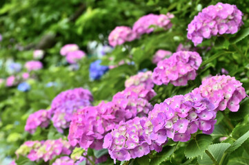 紫陽花（Hydrangea
