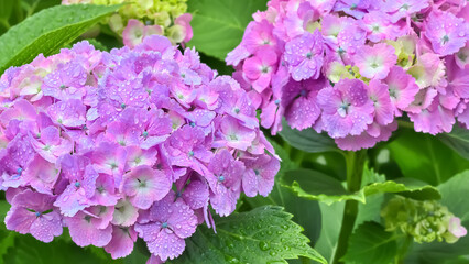 雨上がりの紫陽花（Hydrangea