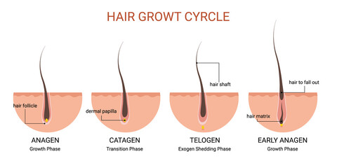 Hair growth cycle medical educational poster - obrazy, fototapety, plakaty