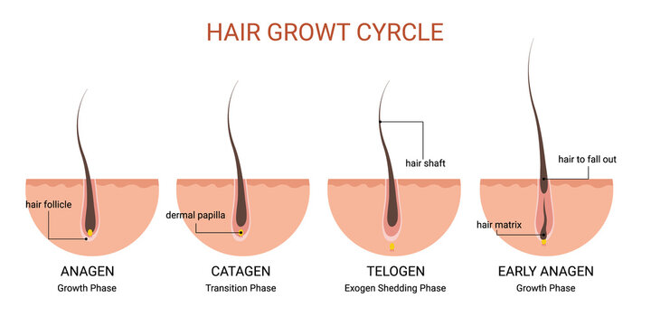 Hair growth cycle medical educational poster