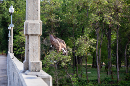 Goose Landing