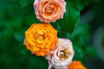 Colorful Rose Flowers blooming in Garden