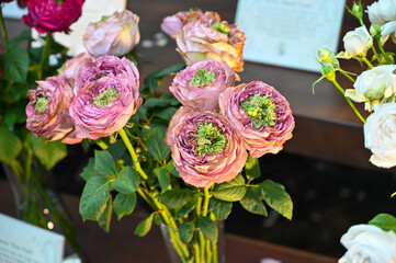 Pink Rose Flower blooming in garden