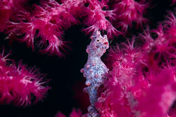 Hippocampus bargibanti, also known as Bargibant's seahorse or the pygmy seahorse, is a seahorse of the family Syngnathidae © Kim