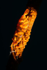Ankers Whip Coral Shrimp (Pontonides ankeri) is also known as the Barred Wire Coral Shrimp and sometimes simply as the Whip Coral Shrimp.