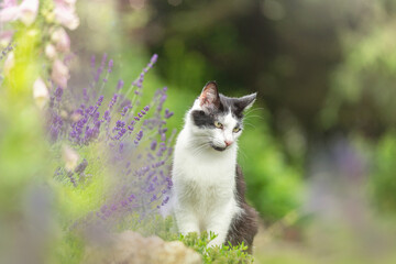 Portrait of a black and white tabby cat sitting in a garden between lavender flowers